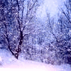 Snowy_forest
